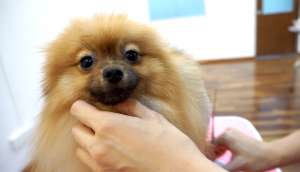 pomeranian_degrandgrooming+academy