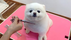 pomeranian_grooming_degrandgrooming