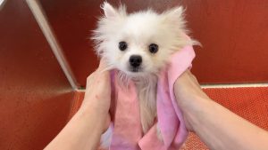white_pomeranian_grooming