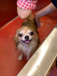 DEGRAND_GROOMING_DOG_9133 (1)