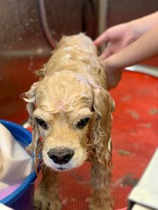 DEGRAND_GROOMING_DOG_9287 (1)