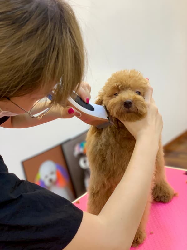 DEGRAND_GROOMING_DOG_9329 (1)