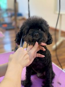 DEGRAND_GROOMING_DOG_9583 (1)
