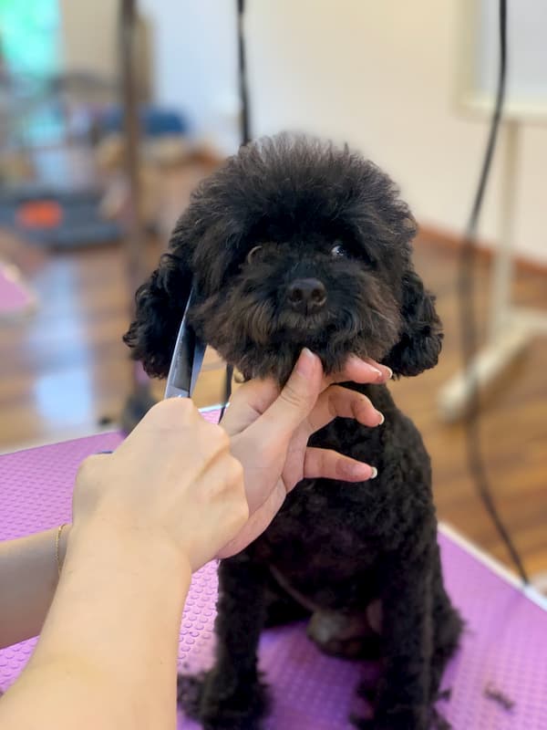 DEGRAND_GROOMING_DOG_9583 (1)