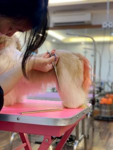 DEGRAND_GROOMING_DOG_9684 (1)