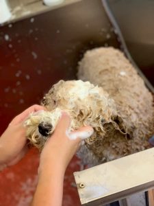 DEGRAND_GROOMING_DOG_9939 (1)