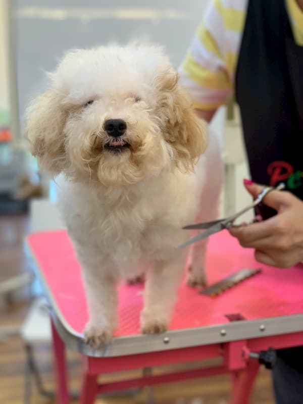 DEGRAND_GROOMING_DOG_9971 (1)