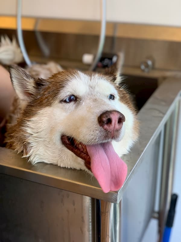 degrand_husky_grooming