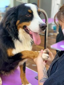degrand_petgrooming_course