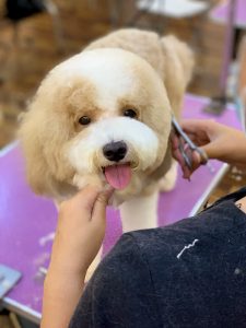 degrandgrooming_academy (1)