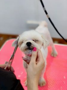 degrandgrooming_academy_maltese